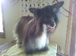 vivianne