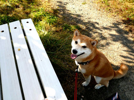 かりん其の一