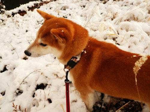 初雪を見つめる犬