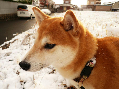 初雪の上に佇む犬