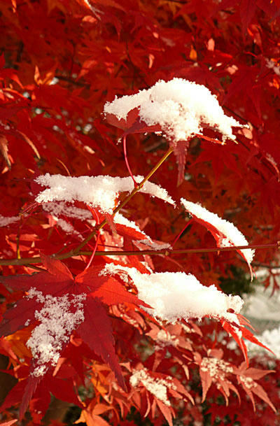 雪持ちの紅葉