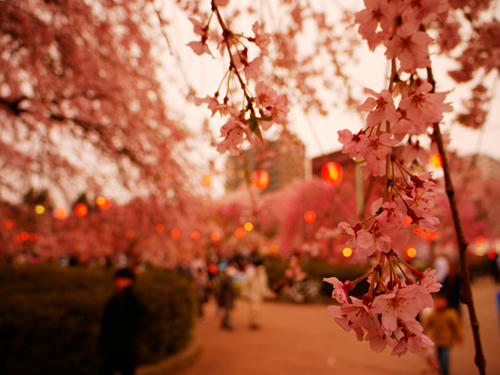 桜と