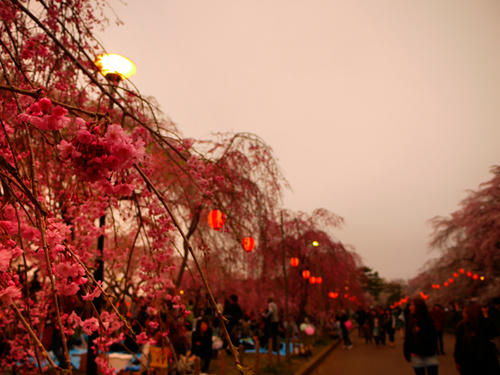 桜と桜と