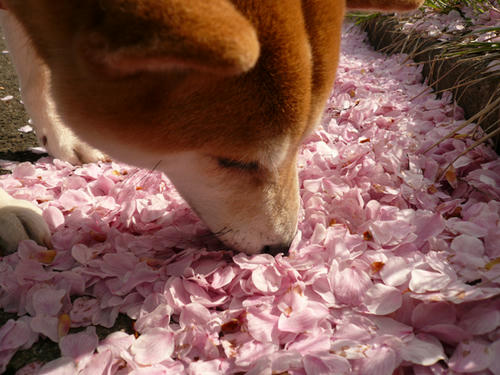 桜花を食む