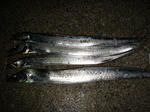 2010_9_2.jpg
