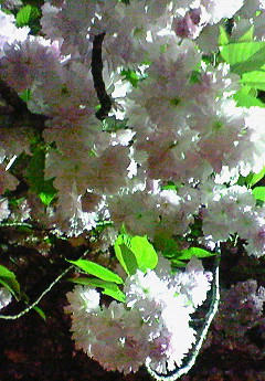 NEC_0120.jpg