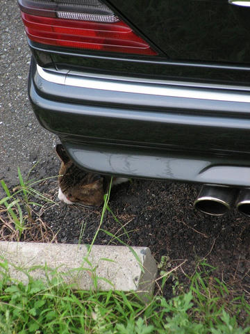 ＣＡＴ