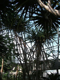 yume_nettaisyokubutuen_052.jpg