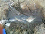 2007.1.20