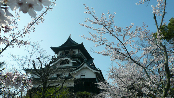 桜と犬山城