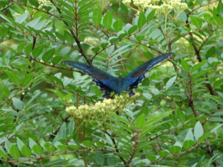 karasu.jpg