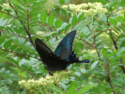karasu3.jpg