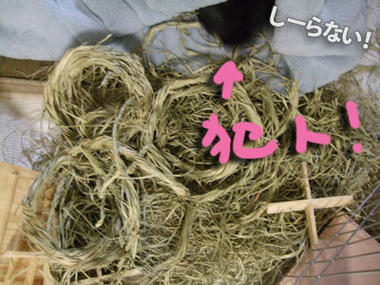 090126b.jpg