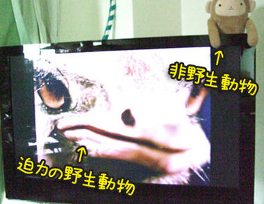 DSCF2153.jpg