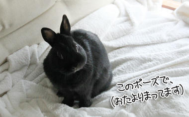 お手紙をまつ、うさぎ。