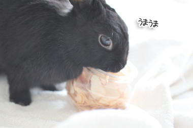 乾燥りんごとうさぎ