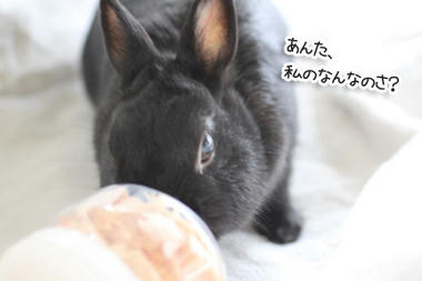 乾燥りんごとうさぎ