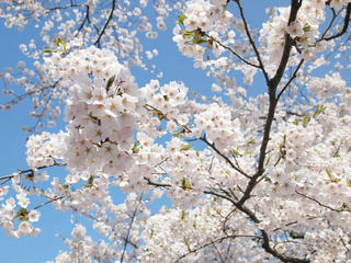 桜