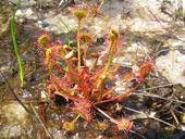 D_rotundifolia.2jpg.jpg