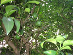 2009_09_25m.JPG