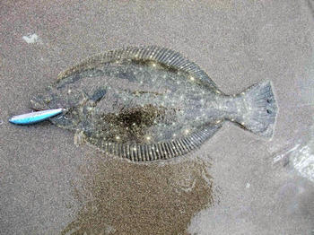 始めて見る魚 釣りキチ親父
