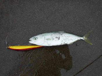 ヒラメに完敗 釣りキチ親父