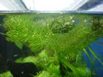 photobg88.jpg