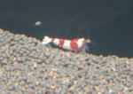 ca960444.jpg