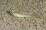 photobg89.jpg