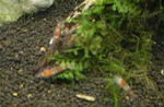 photobg94.jpg