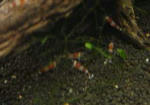 photobg95.jpg