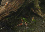 photobg96.jpg