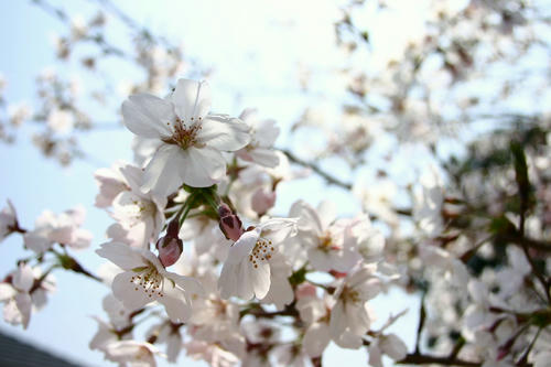 IMG_1963_1.JPG