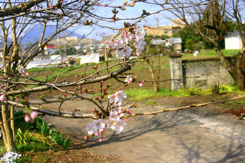 IMG_4402_1.JPG