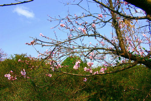 IMG_4407_1_1.JPG