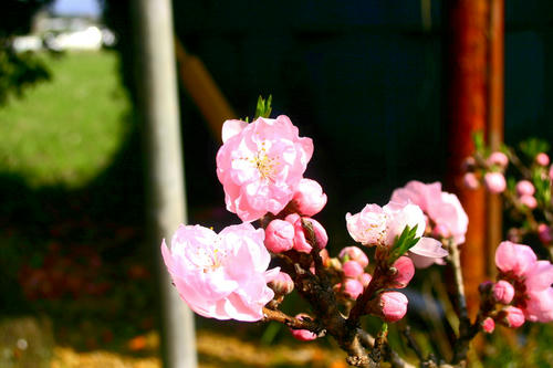 IMG_4409_1.JPG