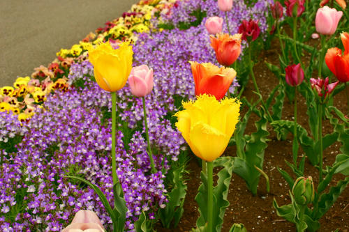 IMG_4507_1.JPG