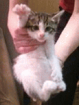 n_sr2.gif