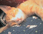 475d7801.gif