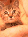 000000.gif
