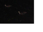 0279083f.jpeg