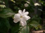 jasmin.jpg