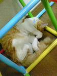 NEC_0045.JPG