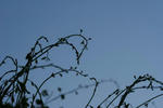 IMG_5459.jpg