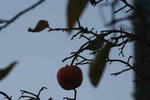 IMG_5982.JPG