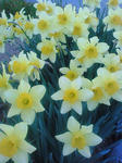 NEC_0254.JPG