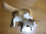 warabi.09.08.25.JPG