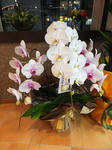 DSCF0046.JPG