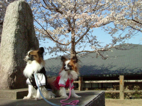 20060330-1.jpg