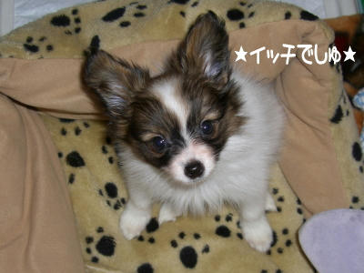 イッチでしゅ。よろちくね。